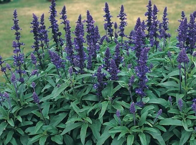 藍花鼠尾草種子藍萼鼠尾草花種籽子多年生四季花籽鼠尾草庭院陽臺