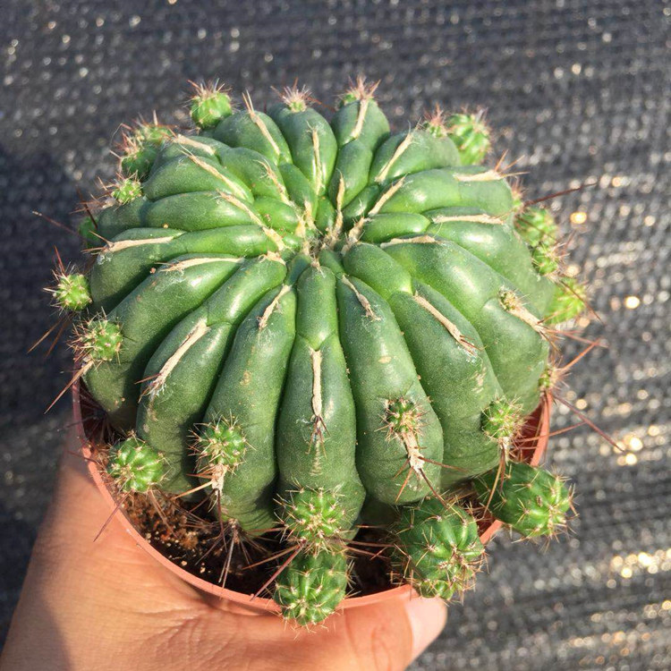 仙人球【金钱豹】带小崽开花仙人掌科办公桌多肉盆栽 带小崽 金钱豹10