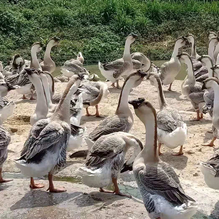 kjhgf正宗纯种汕头狮头鹅活体鹅仔潮汕大型品种狮头鹅活苗特大零售