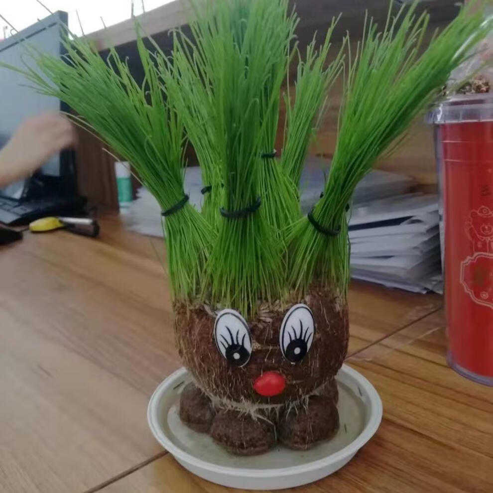 创意草头娃娃办公室迷你桌面绿植卧室宿舍卡通青草种植盆栽仅托盘原
