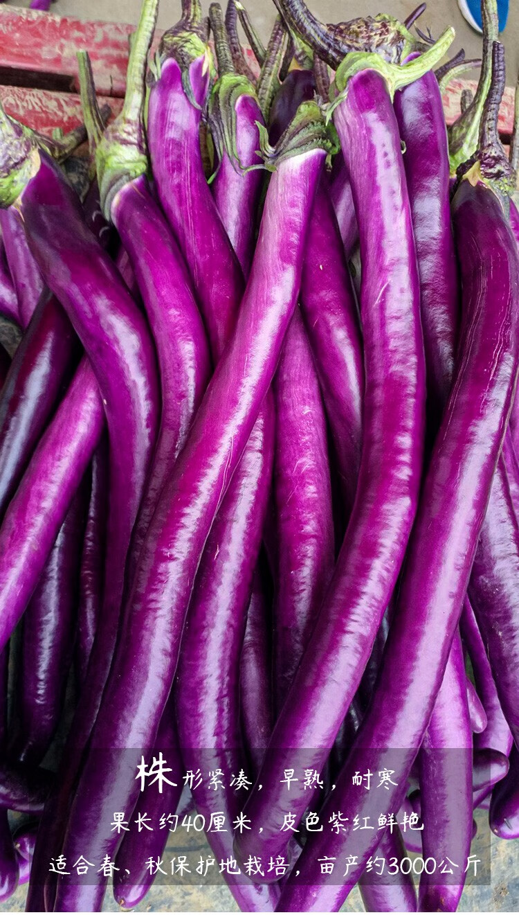 北蔬 长茄杭茄种子茄子苗蔬菜冬季播种 【苗】白长