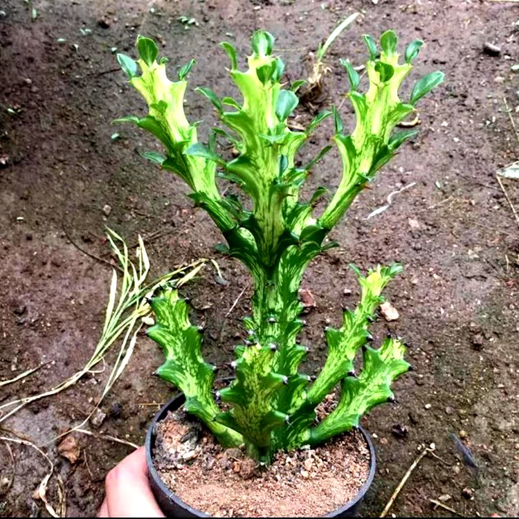 龍骨花龍骨樹自家龍骨盆栽大植物龍骨花室內花開花不斷霸王鞭玉麒麟仙