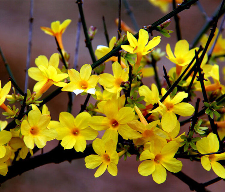 迎春花迎春花苗迎春花植物室外树苗户外盆栽苗地栽苗庭院绿化苗z9迎春