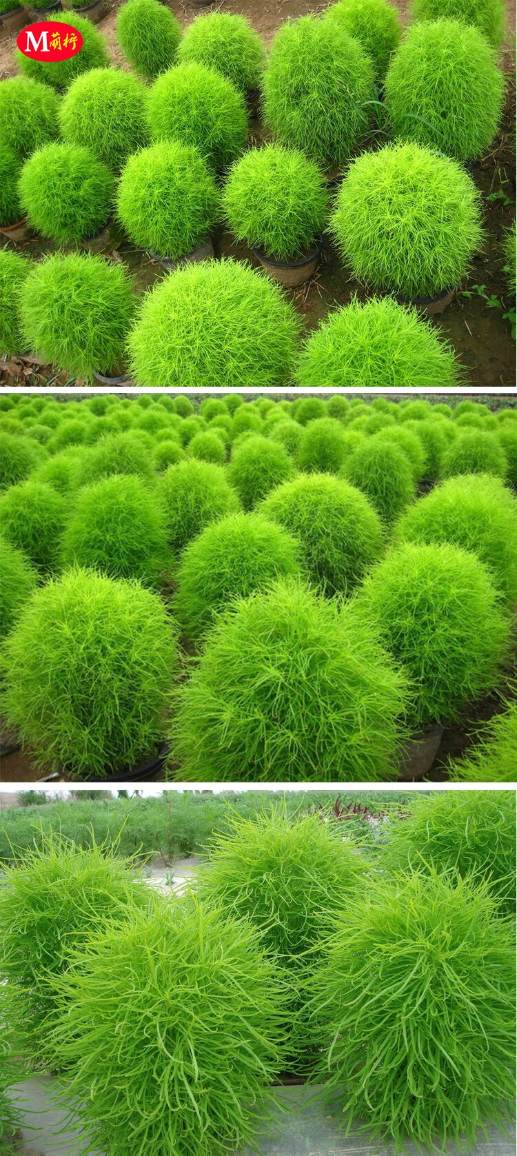 绿叶地肤种子扫帚菜种籽孔雀松观赏草坪庭院绿化春夏四季花卉种孑