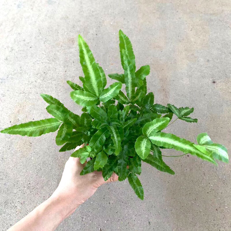 园艺阿波银线蕨盆栽雨林缸蕨类观叶植物室内办公耐阴好养护花卉阿波蕨