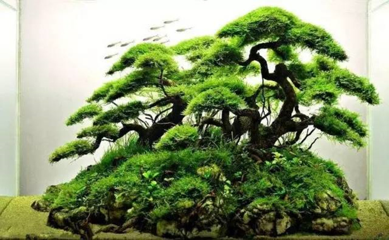 莫斯树成品生态鱼缸造景水草真草缸植物活莫斯装饰沉木套餐迎客松小麻