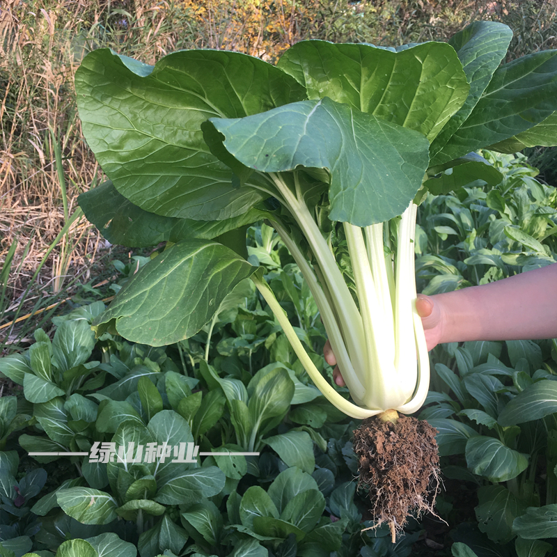 高梗白菜种籽耐寒抗热长杆扁梗青菜春秋四季蔬菜种子腌菜用菜籽种 高