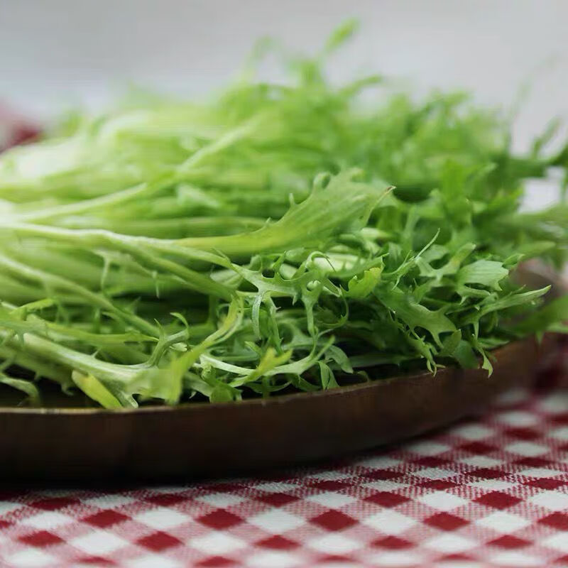 農家苦葉生菜新鮮蔬菜苦菊苦苣沙拉食材狗牙菜苦苣批發整箱生鮮 精品