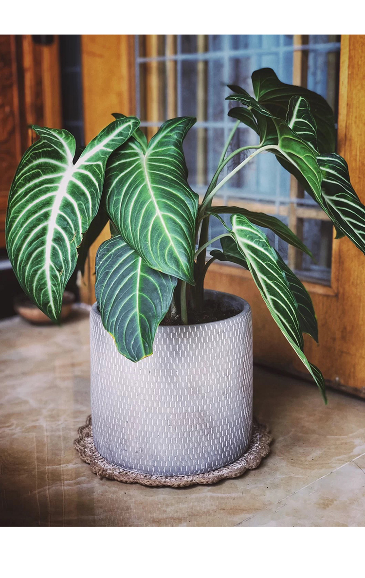 乳脉千年芋盆栽室内绿植观叶植物阳台庭院耐晒易养虎雀a乳脉千年芋白