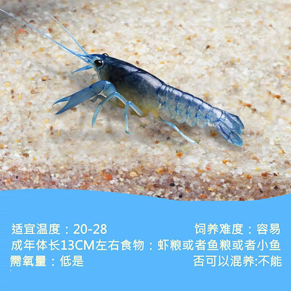 蓝色佛罗里达人工螯虾白橘龙纹观赏天空蓝魔虾活体宠物淡水小龙虾 蓝