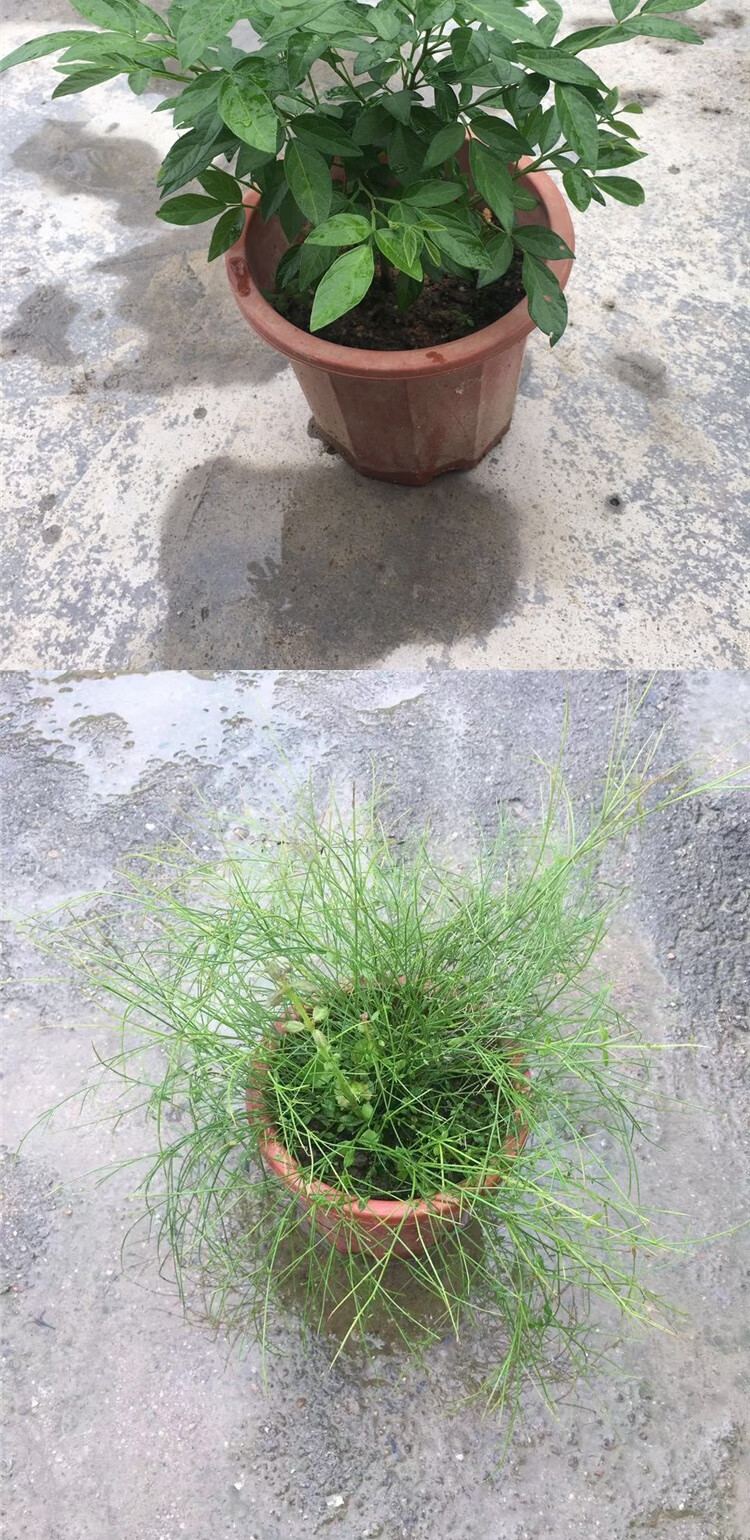 阳台庭院盆栽抹草苗仙草苗潮汕三把苓三叶青喜事绿植吉祥植物绿植 3年
