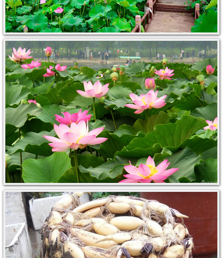荷花苗 莲藕荷花苗 浅水莲藕种苗脆藕粉藕(当年开花) 粉色观赏n 不含