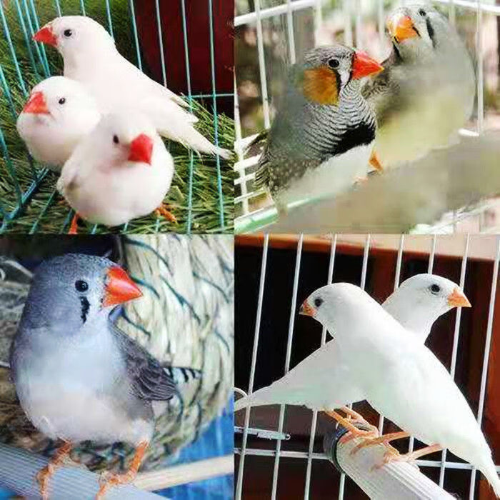 养殖场珍珠鸟活体一对白色灰色驼色观赏鸟手养鸟小型鸟类活体白色珍珠