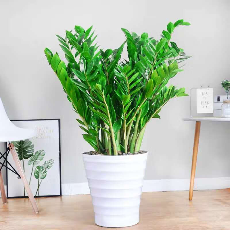 【精品绿植】大颗金钱树盆栽钱串子树办公室客厅绿植大叶金钱树批发