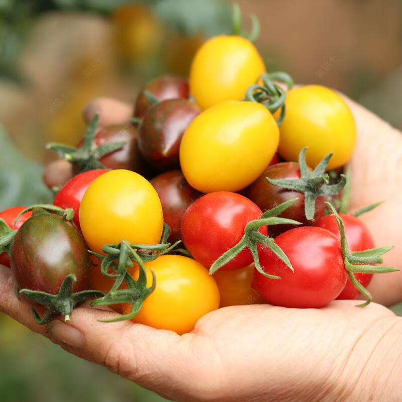新鲜圣女果小番茄3色混装西红柿迷彩沙拉小番茄 6斤【图片 价格 品牌