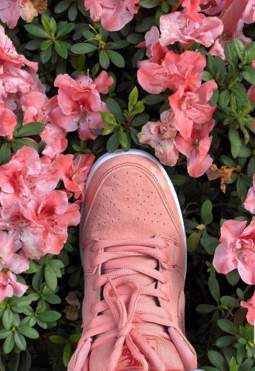 奈尅sbdunklowpinkpig粉猪黑白熊猫黑紫男女低帮情侣休闲板鞋 高版本