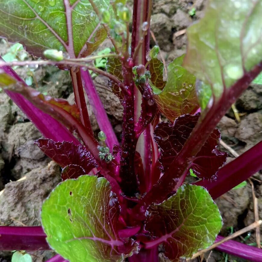 轻恋新品红梗菜湖北特产新鲜蔬菜红菜苔菜苔菜芯5斤精品保鲜装
