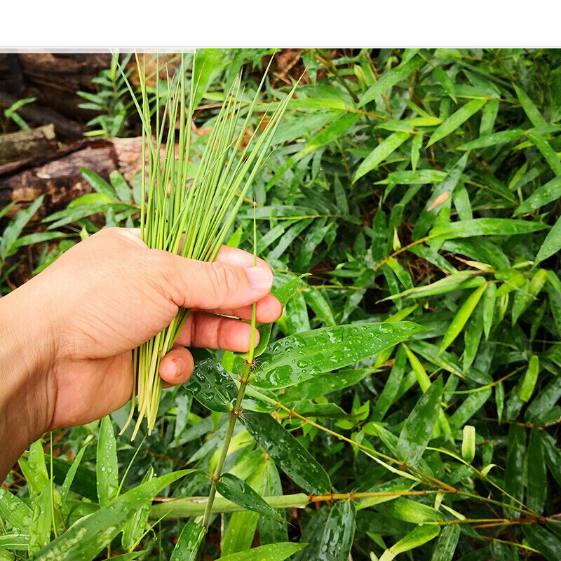 深山野生竹叶芯天然竹叶心竹心嫩芽竹芯竹卷心新鲜中药材凉茶100g