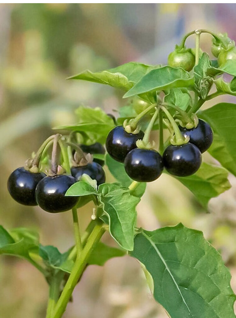 龙葵种籽东北黑天天紫黑黝黝悠悠野生龙葵果种四季阳台草子龙葵籽 紫