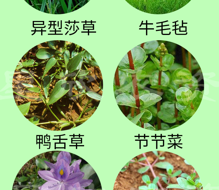 50丁草胺一年生杂草除草剂水稻田专用封闭苗前除草封闭剂药260ml