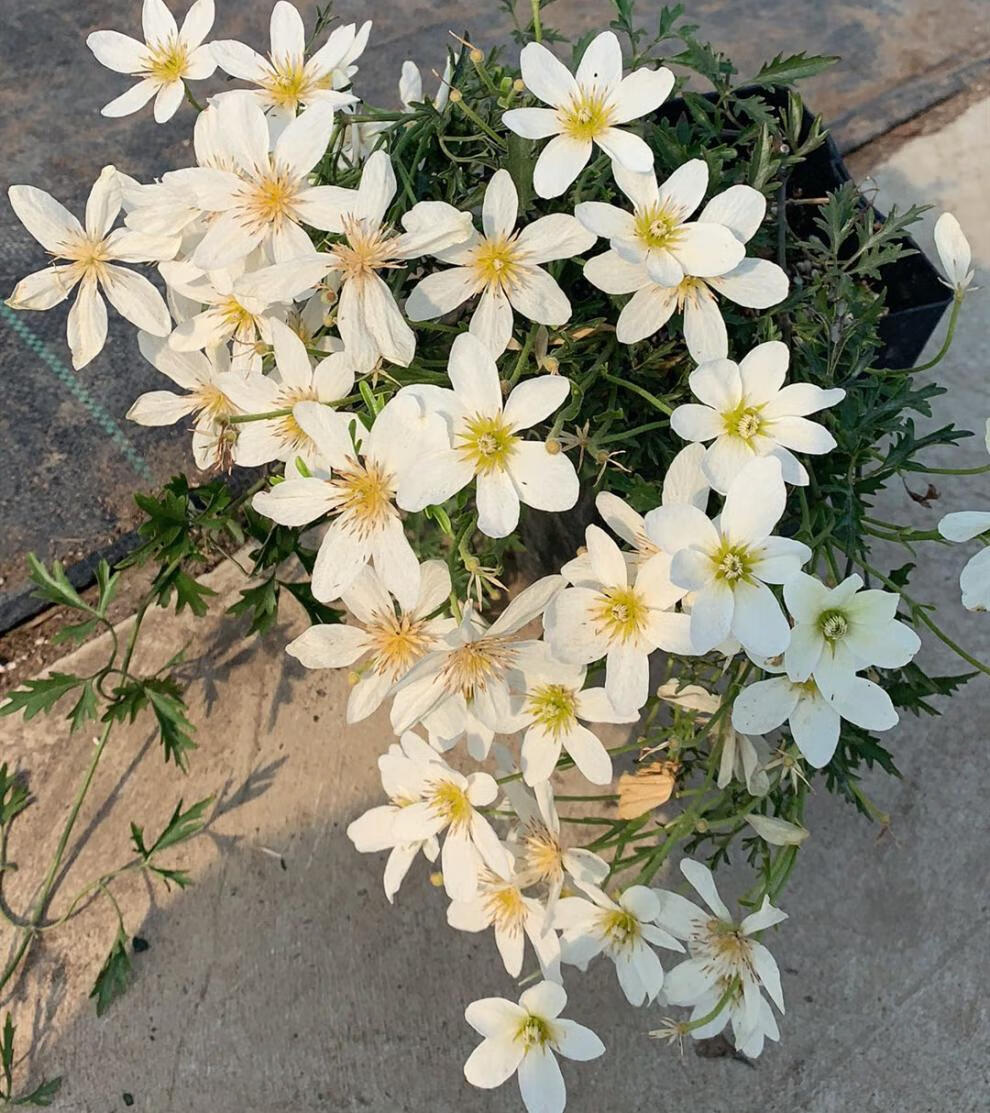 常绿铁线莲 银币 春早知 苹果花 盆栽花卉绿植爬藤植物 初石 银币(p9