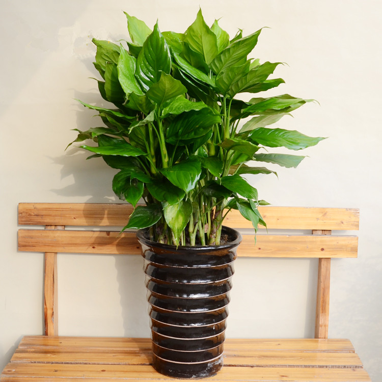 万年青 室内盆栽 盆景盆栽绿植植物花卉 70-80厘米8-10棵 不含盆