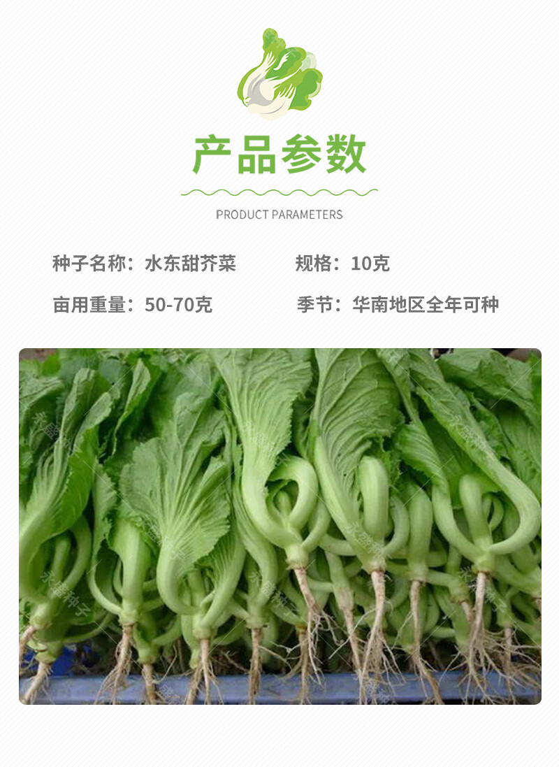 芥菜种籽四季水东芥菜种广东介菜菜种包心甜芥菜种子蔬菜籽种孑子建南
