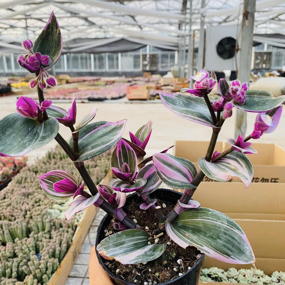 园艺 多肉植物油画婚礼多肉桃蛋老桩命运大颗多肉群生植物 大盆乌木10