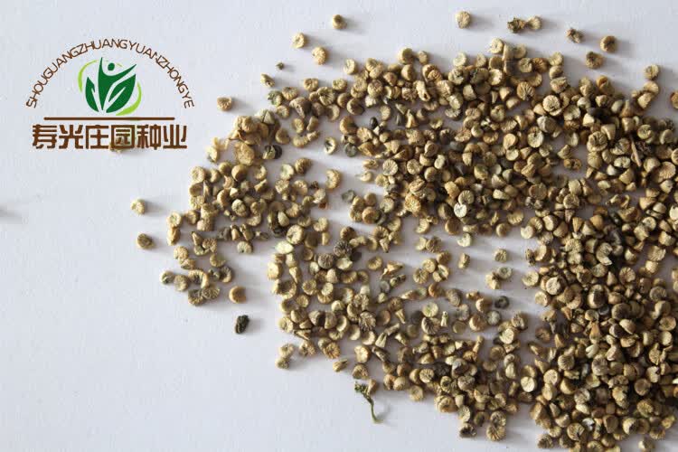 冬寒菜种子种籽冬苋菜菜籽孑冬天秋冬季菜苗菜种蔬菜盆栽籽种青菜迎客