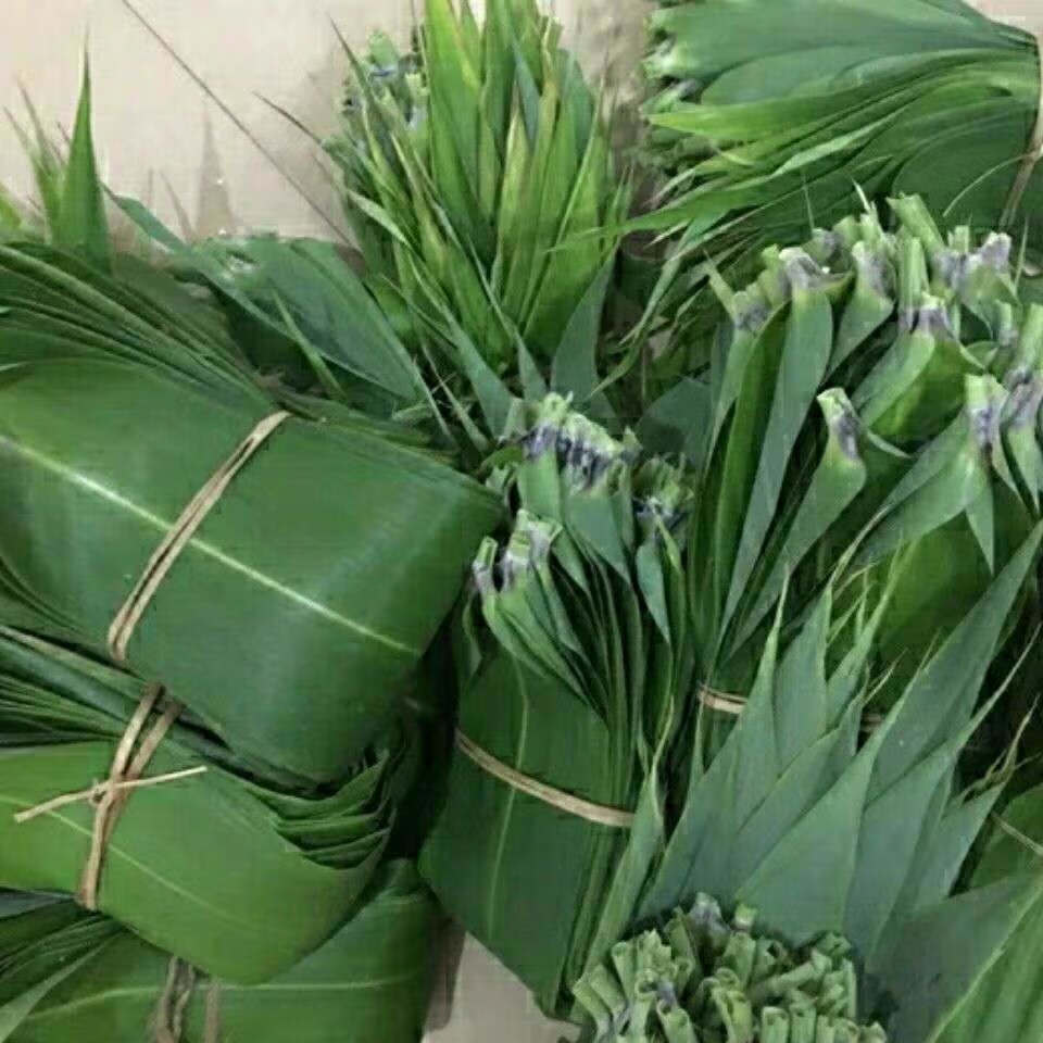【新鲜粽叶】广西野生粽子叶大肉粽芒叶端午节过年大棕叶芦苇叶 新鲜
