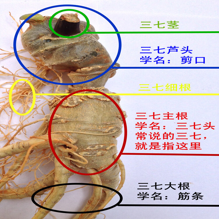 康中尊云南文山三七18,20,30,40,60,80头精选田七不是粉 四年七26头