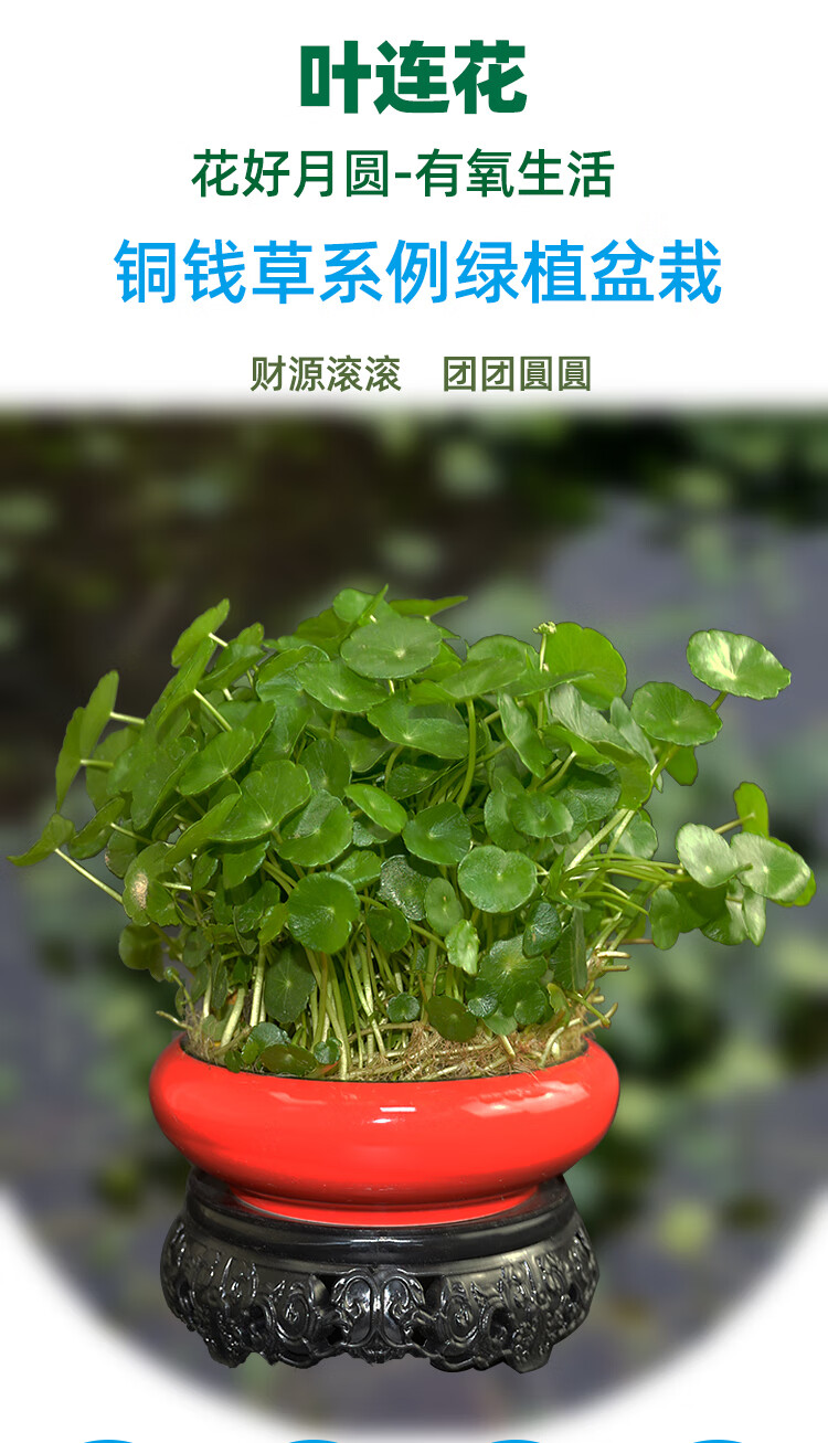 铜钱草香菇草金钱草观叶盆栽绿植水培水养植物花卉聚财室内多芮蜜哈呢