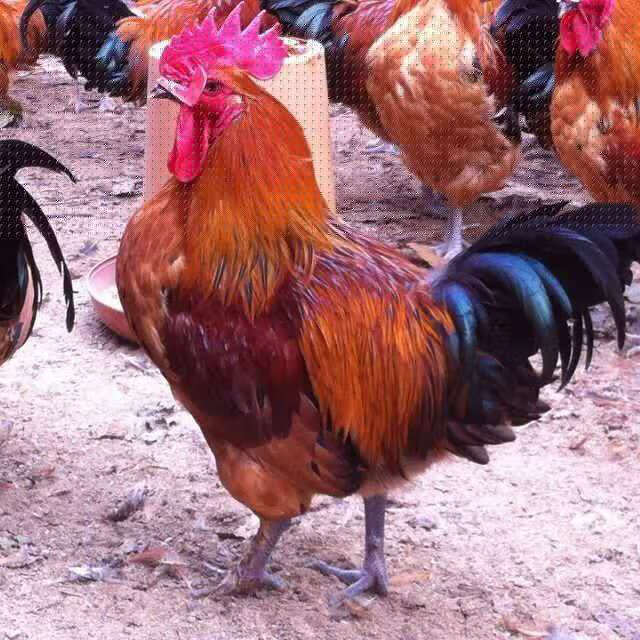 鸡苗活体 五黑鸡苗鸡苗批发土鸡苗 活小鸡苗土鸡苗活