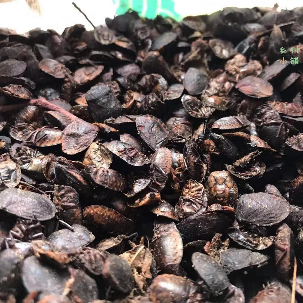 有仁堂中药材批 实发 九香虫 清水小九香虫 打屁虫 250g 全国 250克