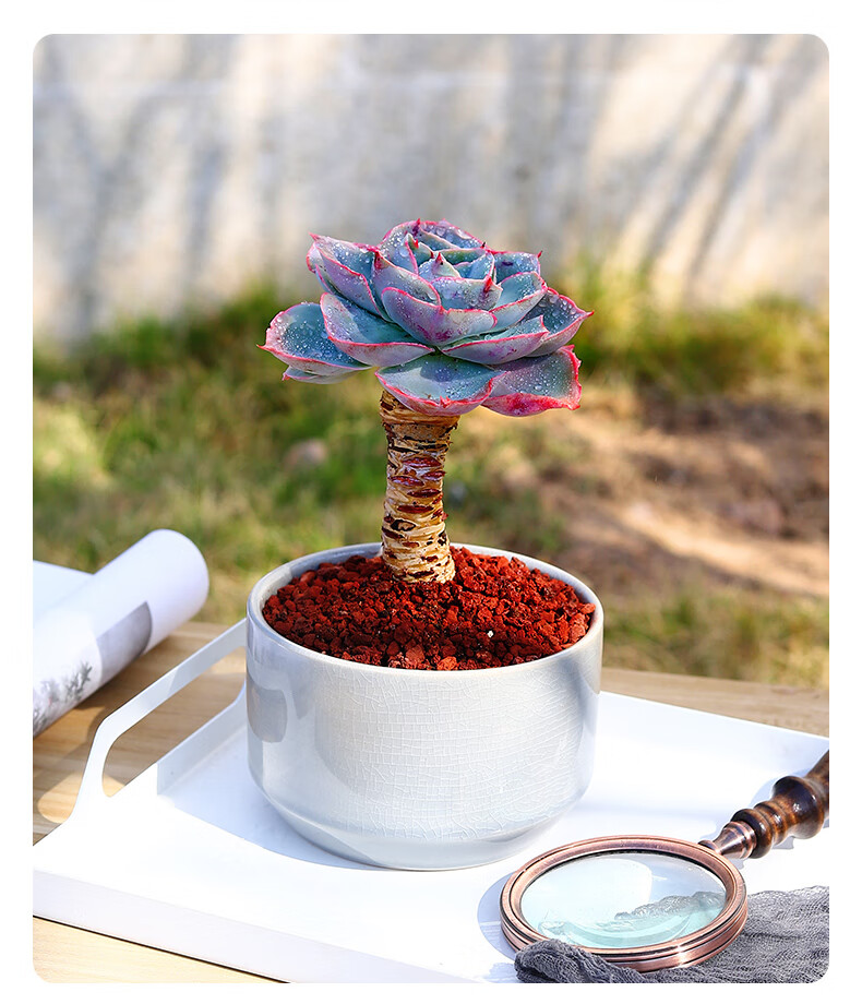 达芬奇密码多肉植物稀有品种大株罕见老桩超大石莲肉肉盆栽好养活