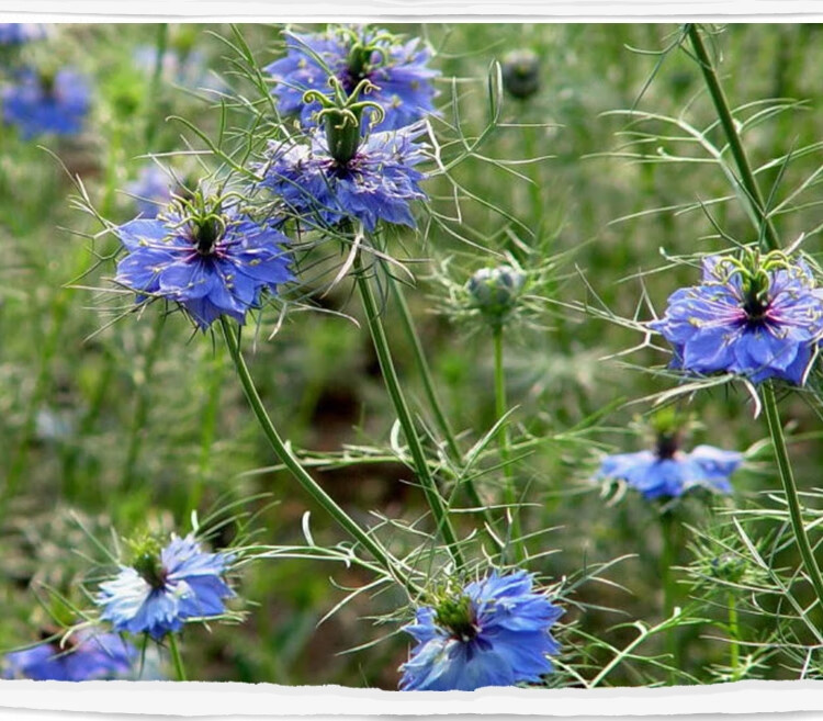 畷园 黑种草种子混色香草黑子草室外庭院鲜花景观花海四季花籽庭院