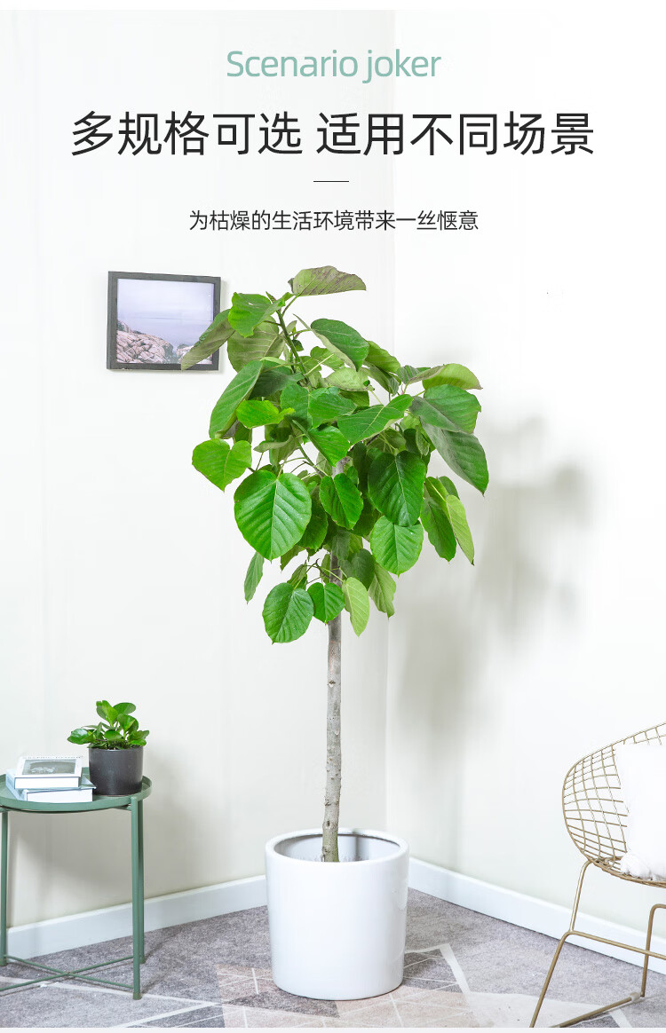 送货到家日本爱心榕盆栽北欧风植物爱心叶子送礼表大型室内客厅心形