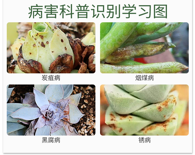 农药噻呋酰胺多肉绿植物黑腐斑病烟煤病炭疽病土壤颗粒剂 50g【图片
