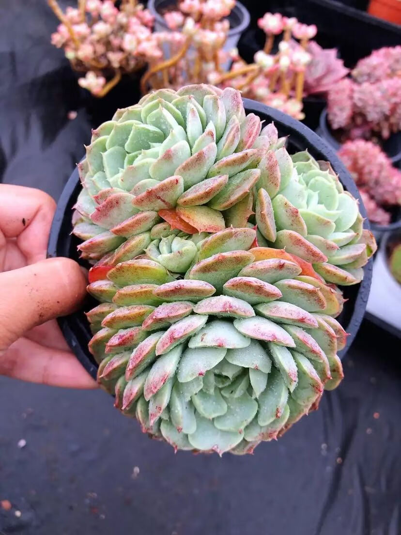 朱砂痣仙桃西府海棠多肉植物群生精品萌肉肉时光6到7厘米美朱砂痣单头