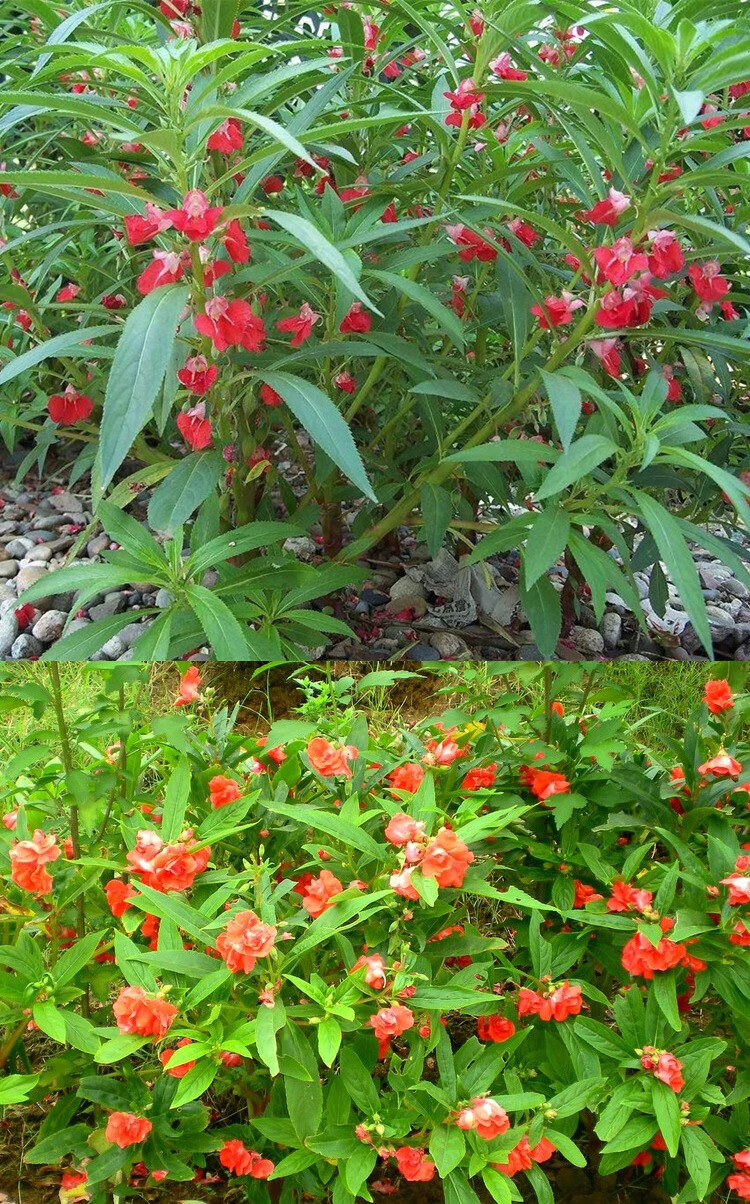 重瓣茶花鳳仙花種子七彩指甲草指甲花盆栽四季開花易活花種籽子孑