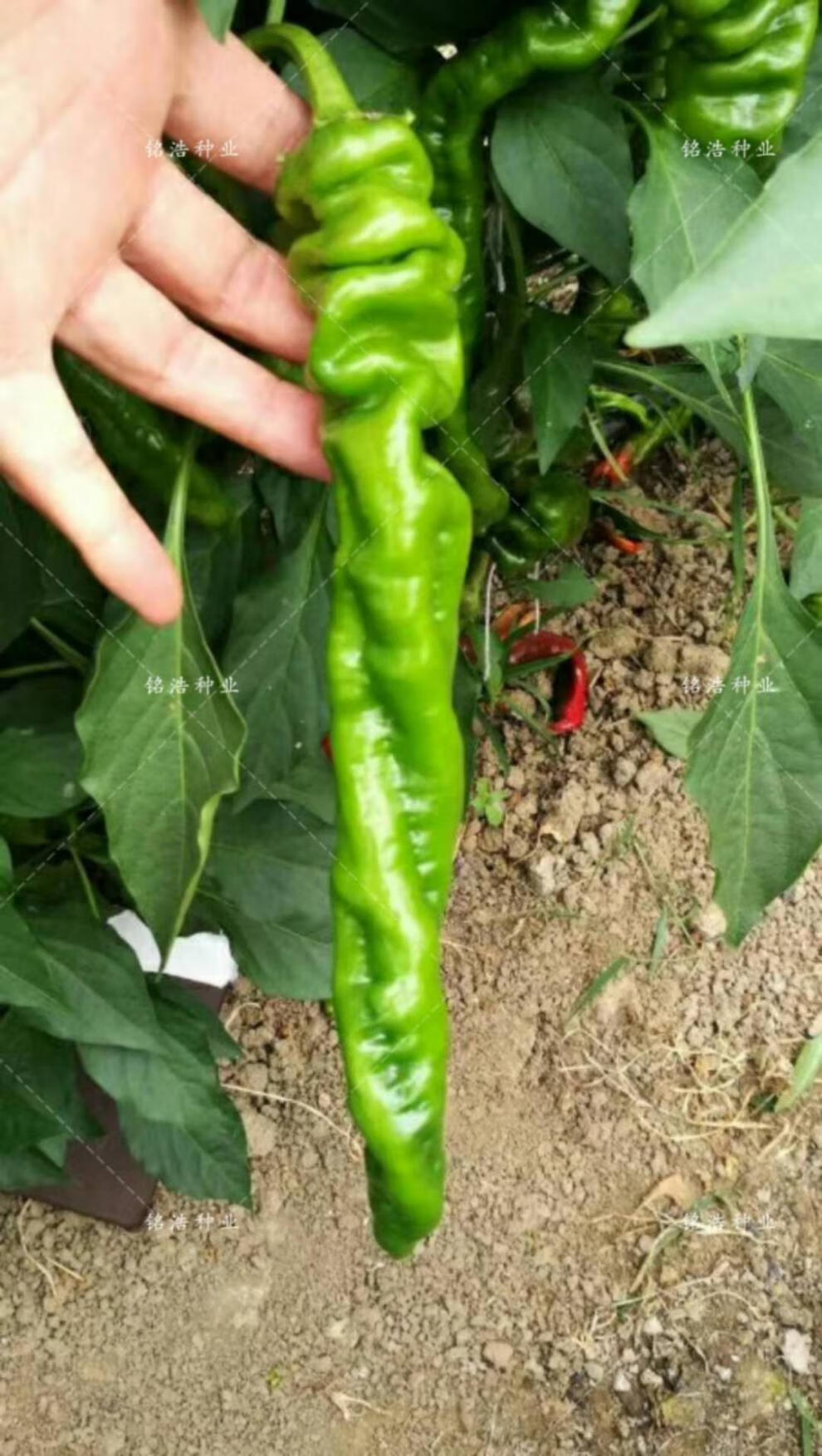 特大螺丝椒果长早熟大果陇椒种子高产高抗病香辣青椒辣椒千福陇千福陇