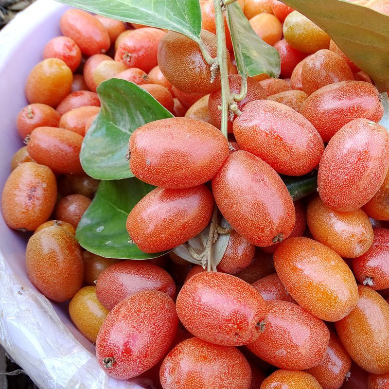 云南水果临沧羊奶果牛奶果牛虱子新鲜水果孕妇水果现摘现发羊奶果500g