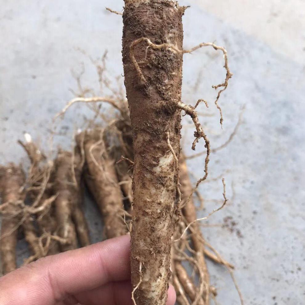 花初醒新鲜桔梗仿狗宝泡菜咸菜3年生湿鲜货桔梗菜下饭菜原料 3斤装鲜