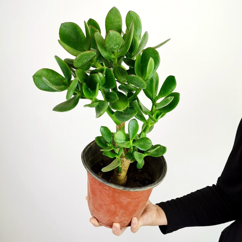 玉树盆栽苗老桩大叶玉树花植物 多肉燕子掌室内客厅绿植花卉 高度40