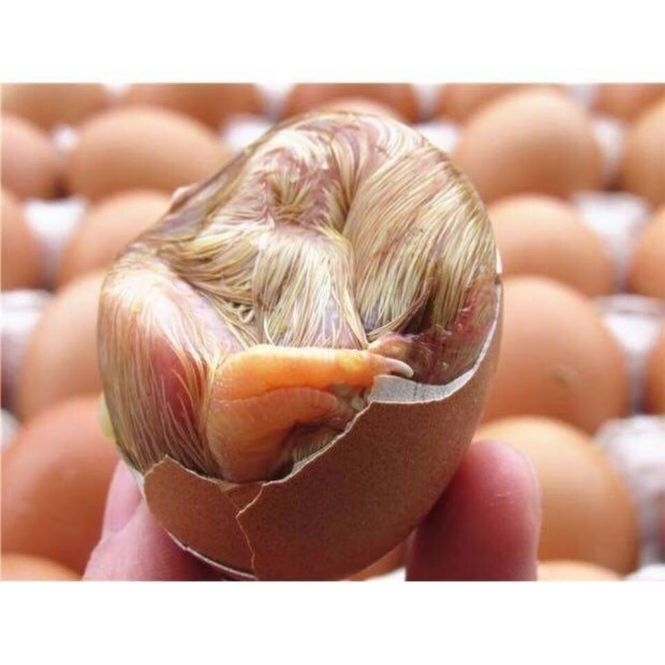 农家新鲜生的旺蛋实蛋无毛无小鸡1719天生毛鸡蛋20枚