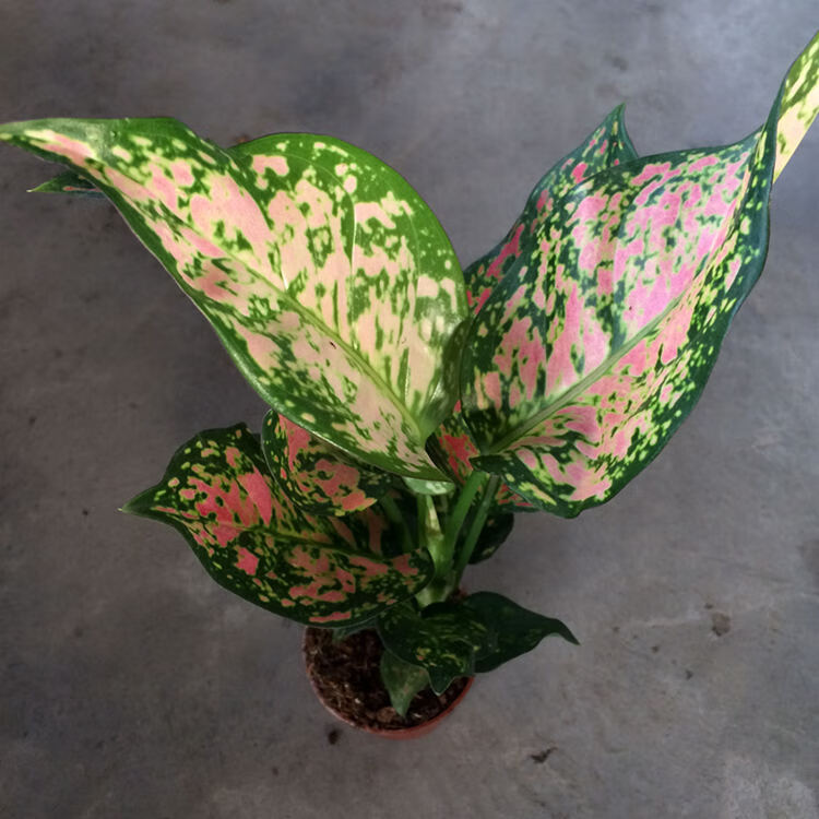 吉祥如意皇后粗肋草盆栽苗 办公室室内净化空气绿植花卉可以水培 中盆