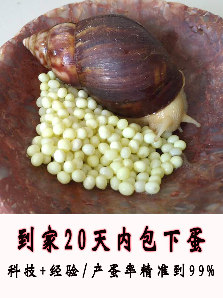 下蛋白玉蜗牛产蛋巨型宠物蜗牛卵孵化大小蜗牛套装学生实验科教养