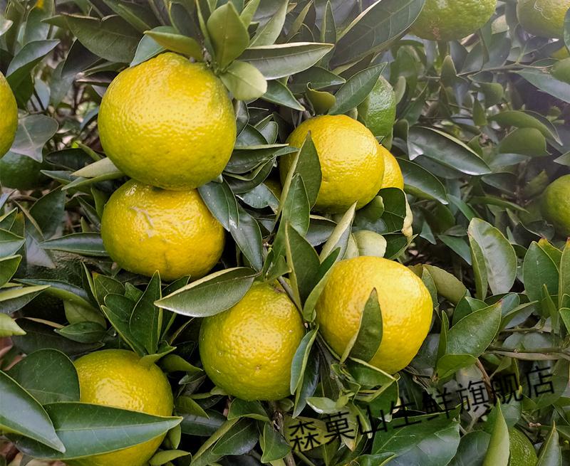 春节送礼丽水特产温州瓯柑苦橘精品欧柑特级苦橘农产品多汁苦柑特级大