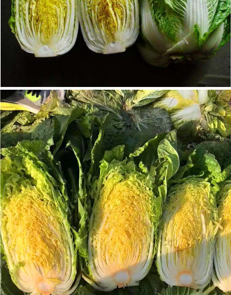 黄心白菜种子黄芯秋播大白菜种籽冬储白菜耐寒口感好秋冬季蔬菜种 真