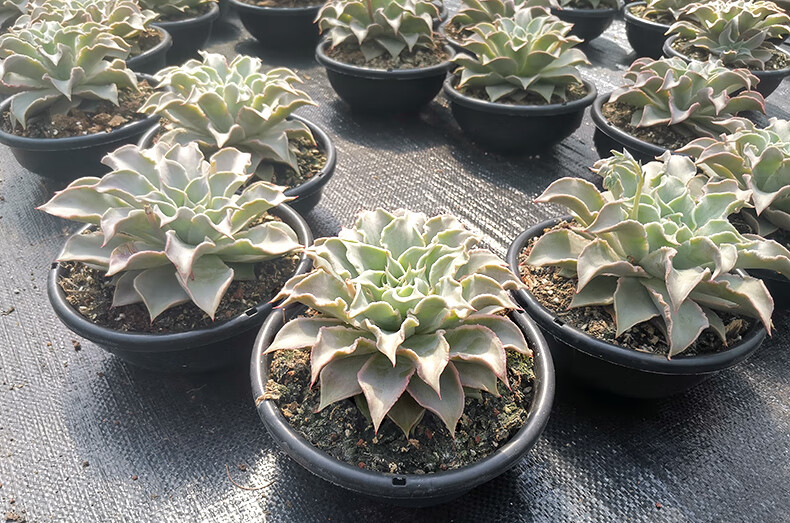 饺子皮老桩多肉植物 饺子皮-多头群生-(15cm育苗盆)-大盆老桩 不含盆